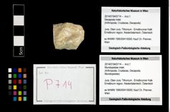 Foto (Objekt + Etikett) von Mundopsidae indet.  (NHMW-GEO-2014-0194-0714)